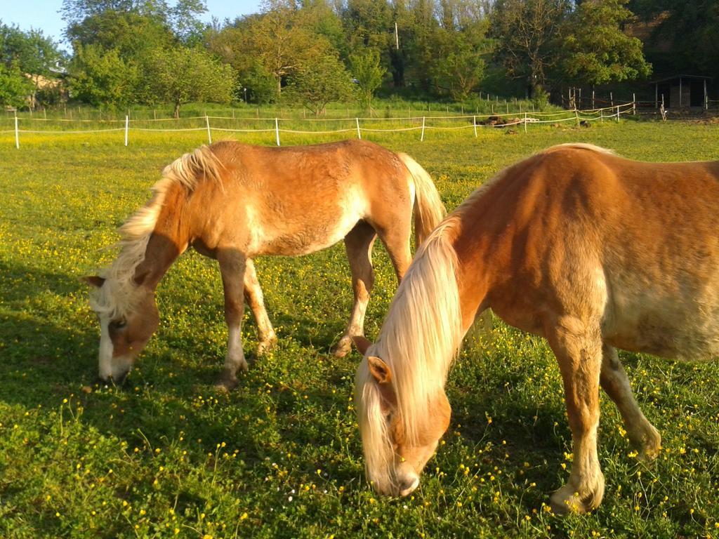 Il Mugello B&B Викио Екстериор снимка