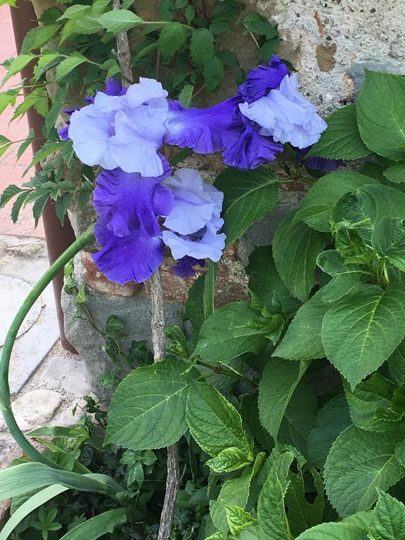 Il Mugello B&B Викио Екстериор снимка